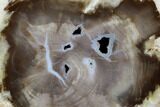 Petrified Wood (Bald Cypress) Slab - Saddle Mountain, WA #101204-1